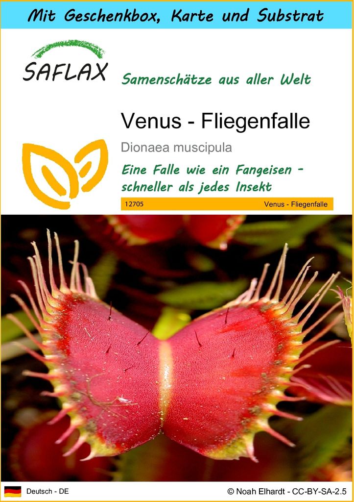 SAFLAX - Geschenk Set - Venus - Fliegenfalle - 10 Samen - Produktbild 