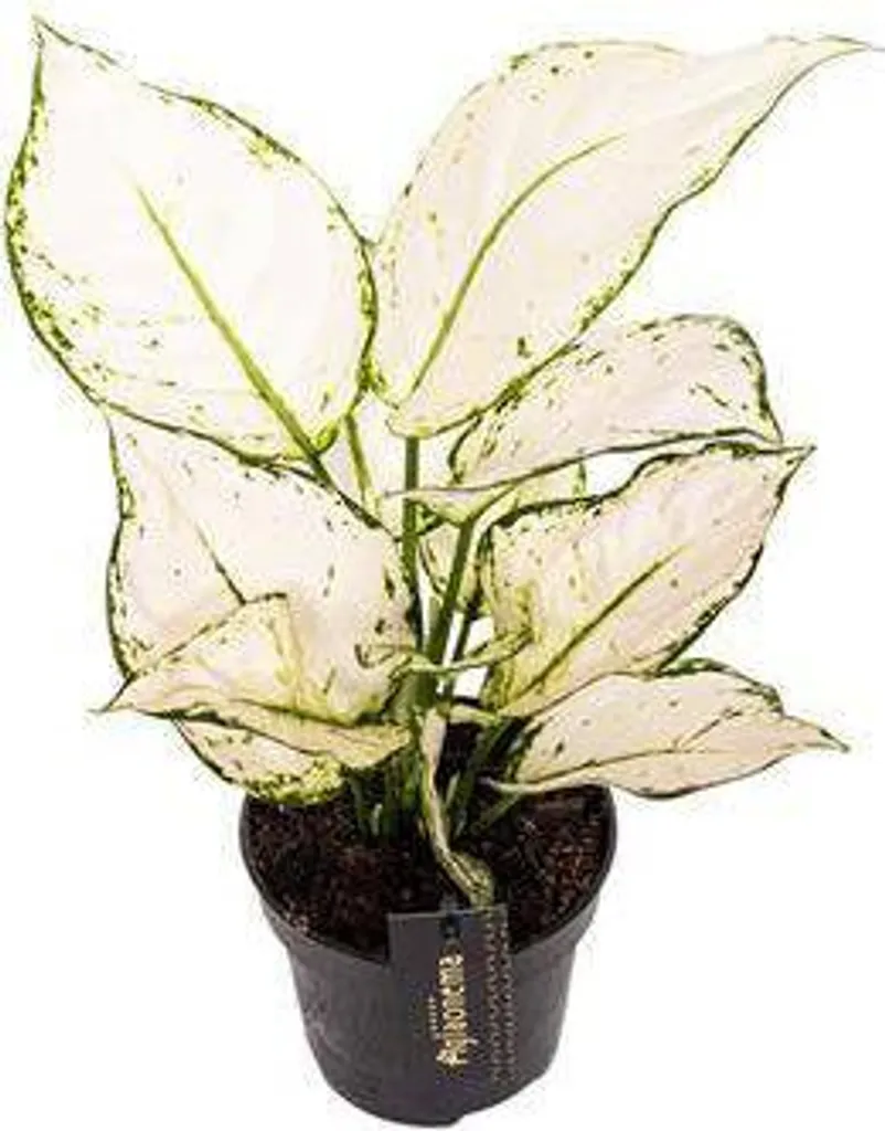Plante Aglaonema White Joy : La solution déco pour pièces peu éclairées