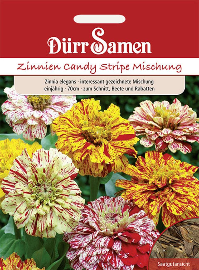 Dürr-Samen - Zinnie Candy Stripe Mix einjährig 70 cm - Produktbild 