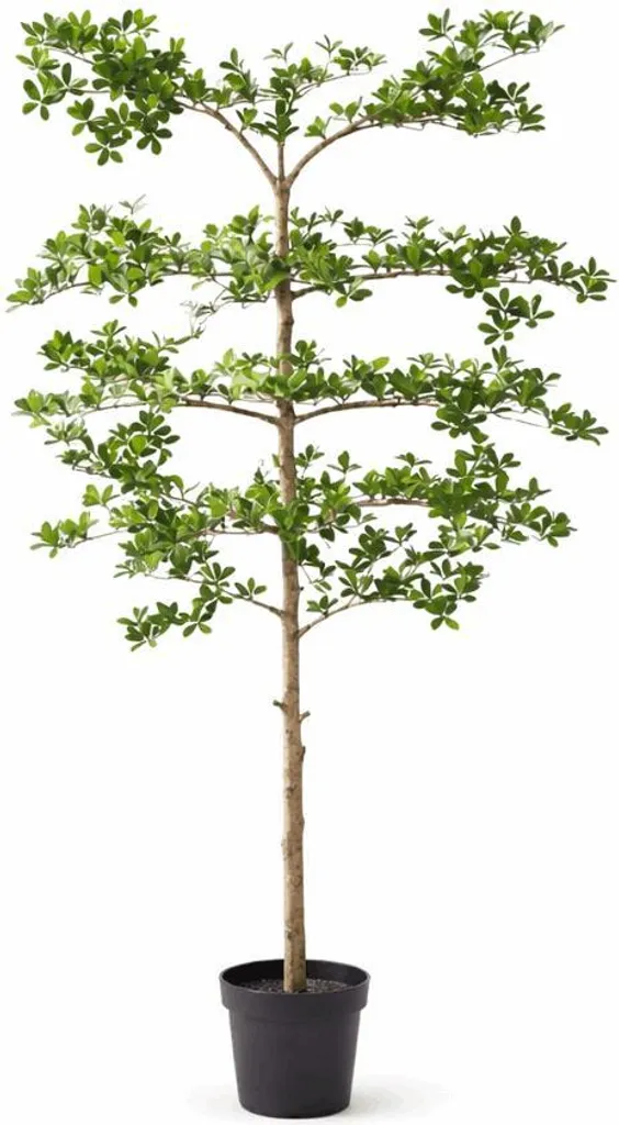 Grand arbre artificiel Bucida 2m - Plante verte synthétique de salon