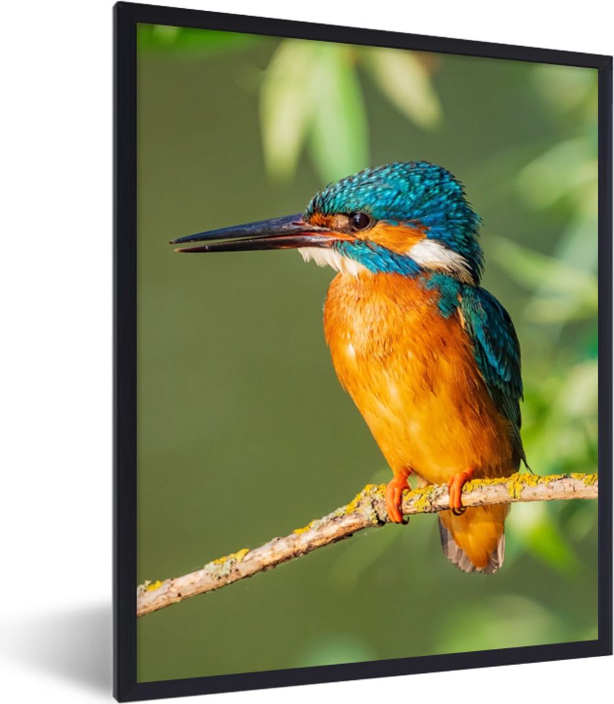 MuchoWow Gerahmtes Poster Vogel - Eisvogel - Zweig - Blätter - Moos 60x80 cm - Poster mit Schwarzem Bilderrahmen Wandposter Rahmen Foto Bilder -...