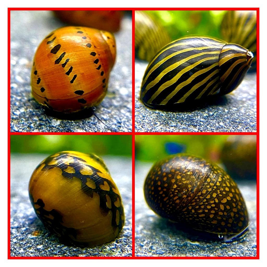 Rennschnecken Mix, Aquarium Rennschnecke, 4 Stück pro Sorte