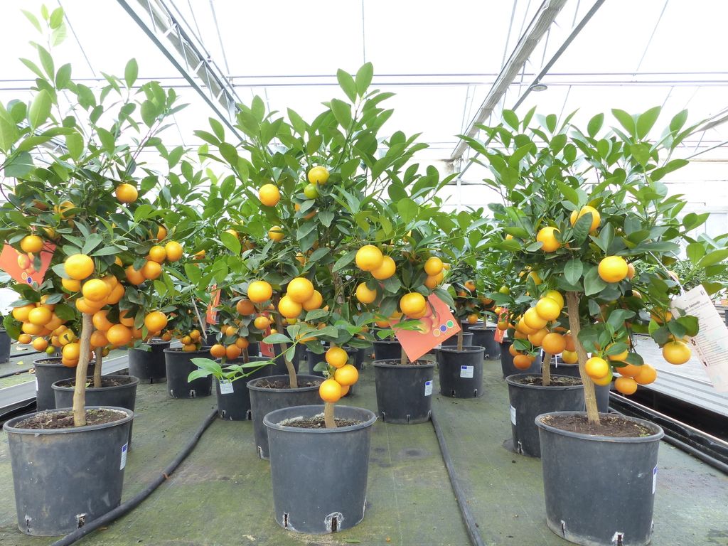 Calamondin Stamm Busch Orange Citrus Mitis 70 - 80 cm Produktbild 5