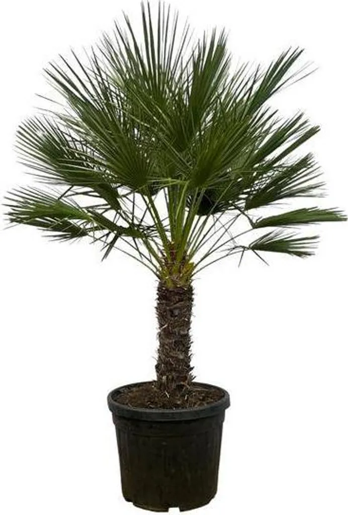 Palmier nain Chamaerops Humilis Plante d'extérieur Méditerranéenne