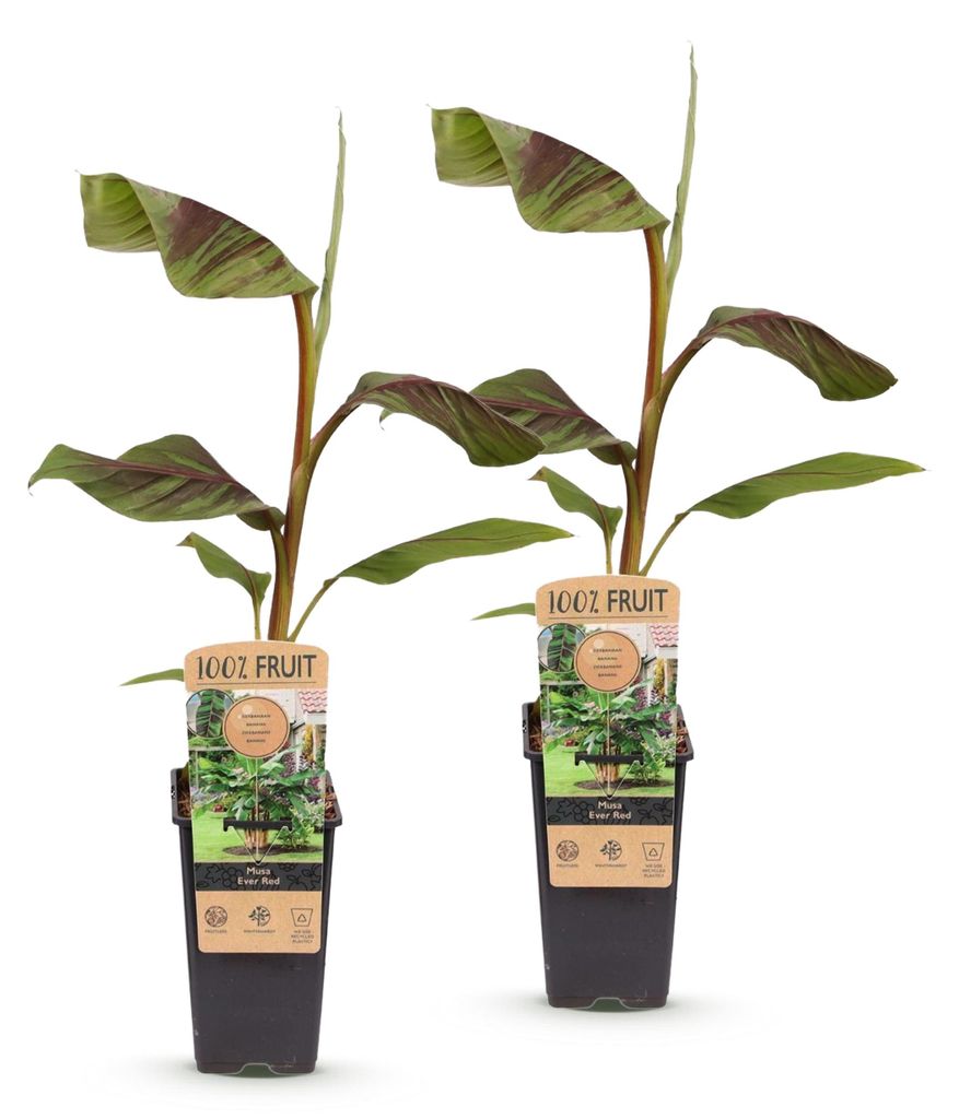 Green boutiQ - Obstpflanze - Musa Ever Red - Bananenbaum - Produktbild 