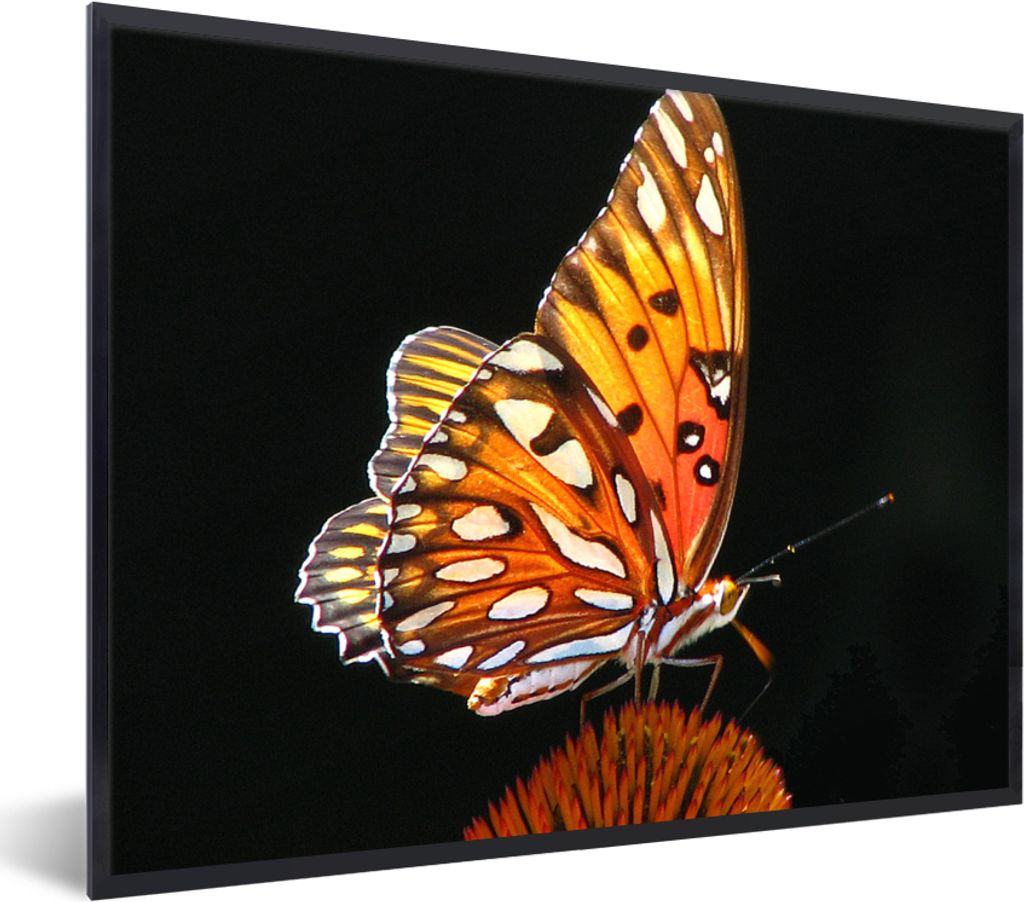 MuchoWow Gerahmtes Poster Schmetterling - Blumen - Insekt - Porträt - Schwarz - Orange 80x60 cm - Poster mit Schwarzem Bilderrahmen Wandposter R...