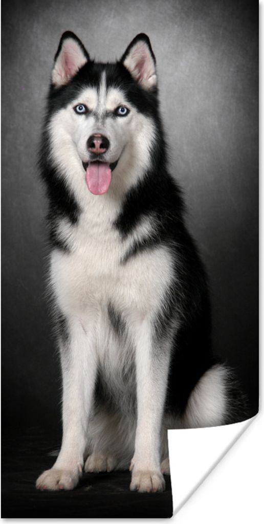 MuchoWow Poster Sibirischer Husky 75x150 cm - Dekoration für die Wände