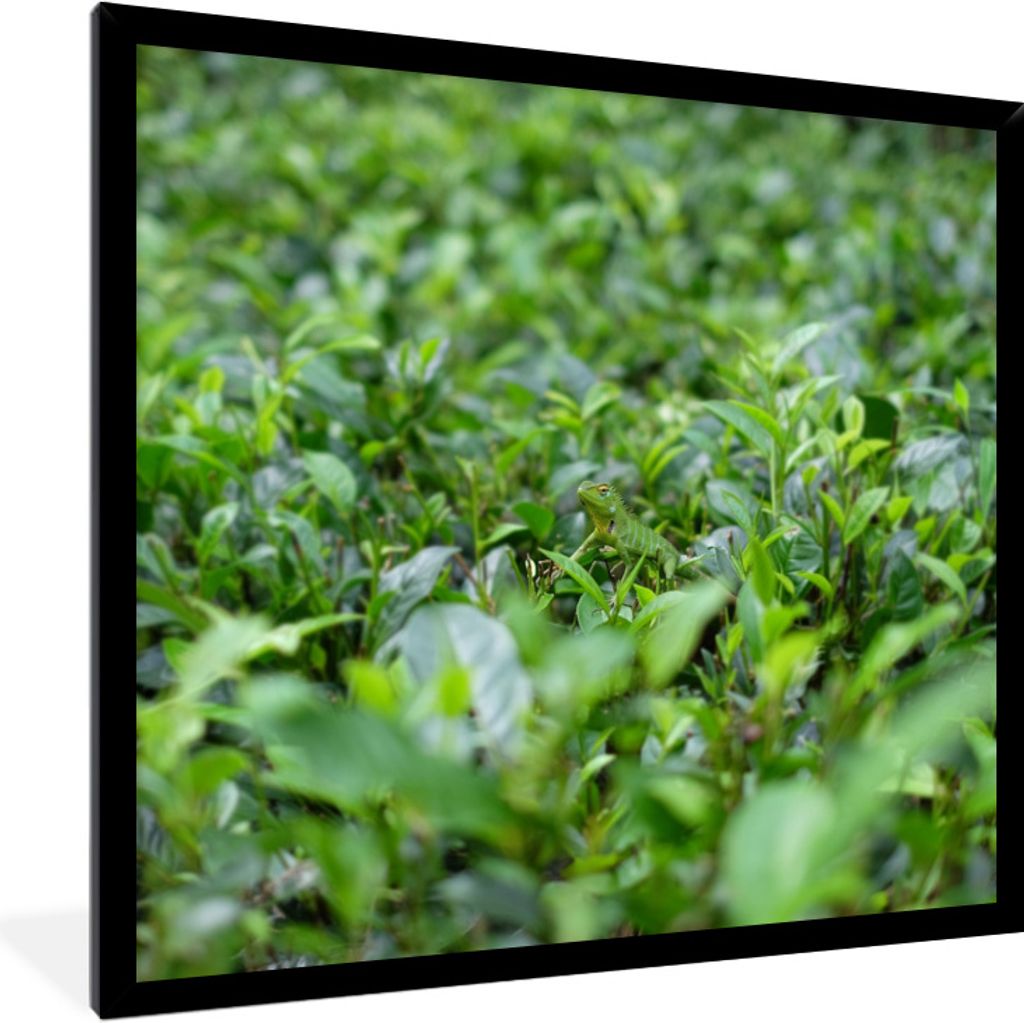 MuchoWow Gerahmtes Poster Grünpflanzen auf tropischem Boden 40x40 cm - Poster mit Schwarzem Bilderrahmen Wandposter Rahmen Foto Bilder - Mit Rah...