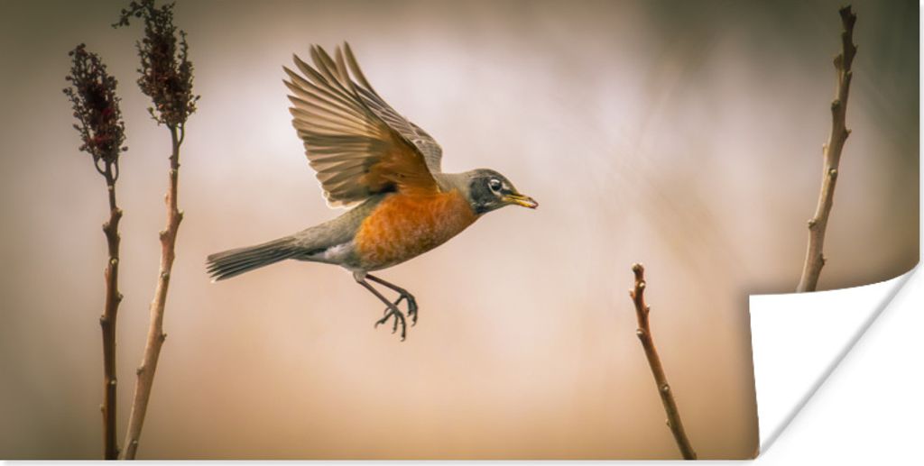 MuchoWow Poster Rotkehlchen - Flügel - Natur 80x40 cm - Wanddeko