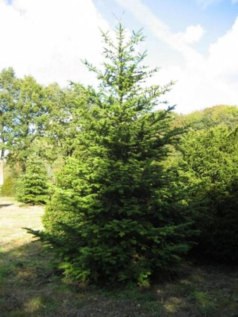 Nordmanntanne - Abies nordmanniana - 60-80cm