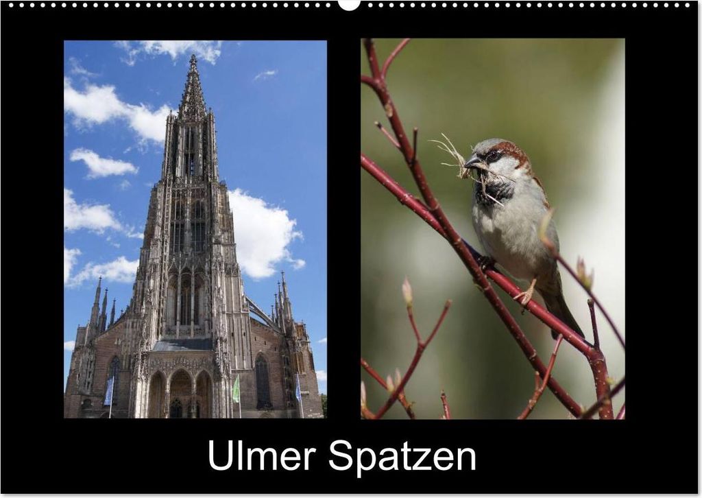Ulmer Spatzen (Wandkalender 2027 DIN A2 quer), CALVENDO Monatskalender