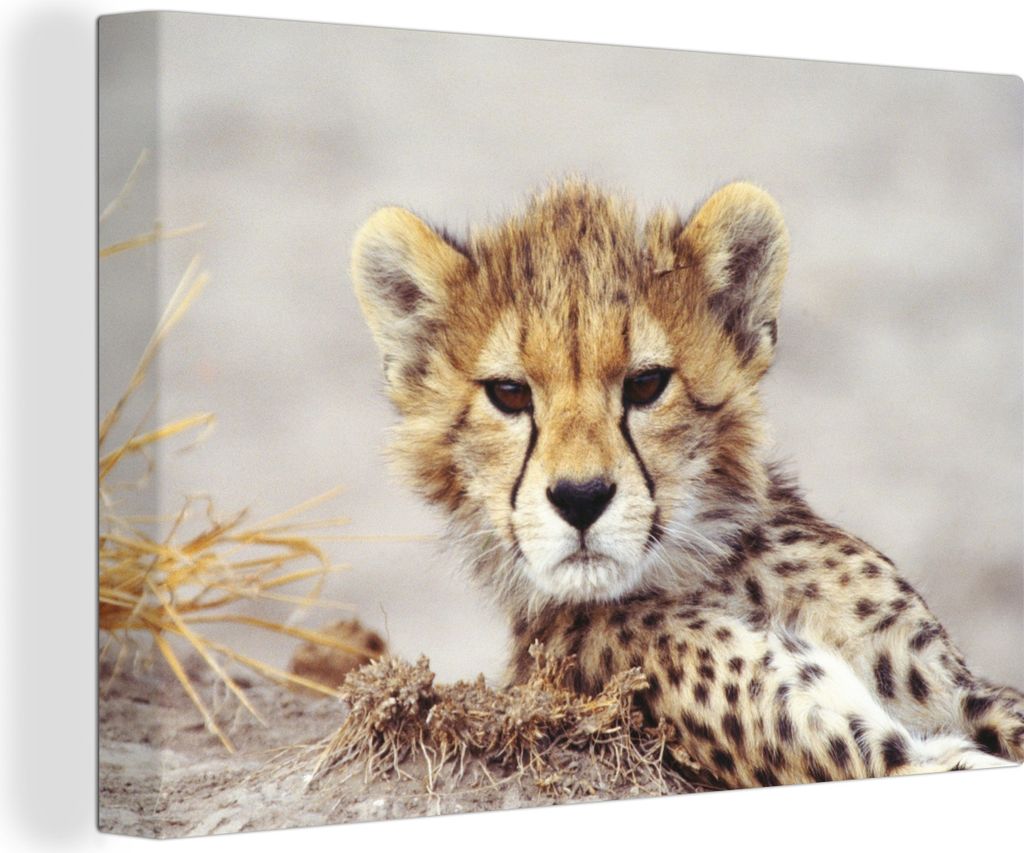 OneMillionCanvasses - Leinwandbilder - 150x100 cm, Gepard - Jung - Porträt, Wandbilder Kunstdruck Wanddekoration
