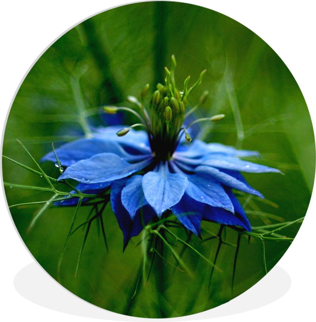 MuchoWow Rundes Wandbild - Runde Bilder Eine Nigelblume in grüner Umgebung Ø 60 cm Kreis Wanddekoration Kunststoff - Wandkreis - Wandschmuck - ...
