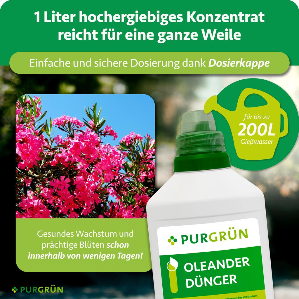 dnger spanisch Bio Minze spanisch (Mentha spicata var. hispanica)