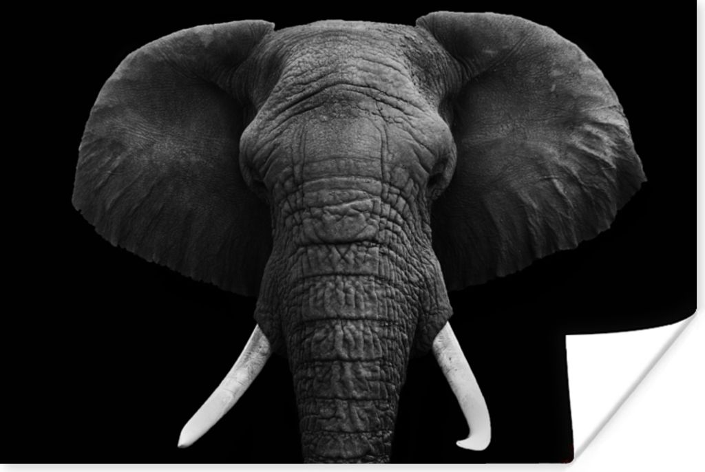 MuchoWow Poster Elefant - Wildtiere - Schwarz - Weiß - Porträt 60x40 cm - Schlafzimmerdekoration