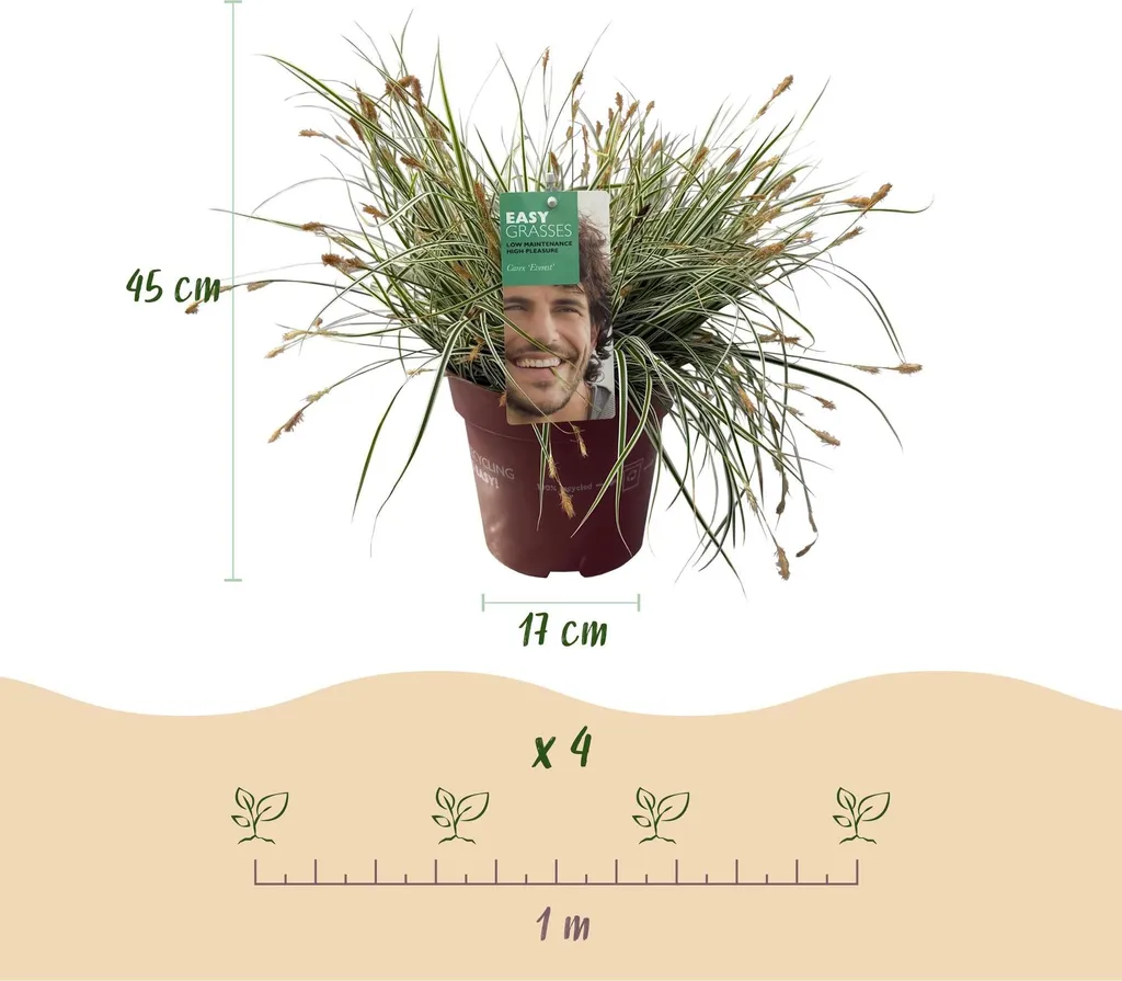 Graminée persistante Carex Everest - Plante décorative pour extérieur