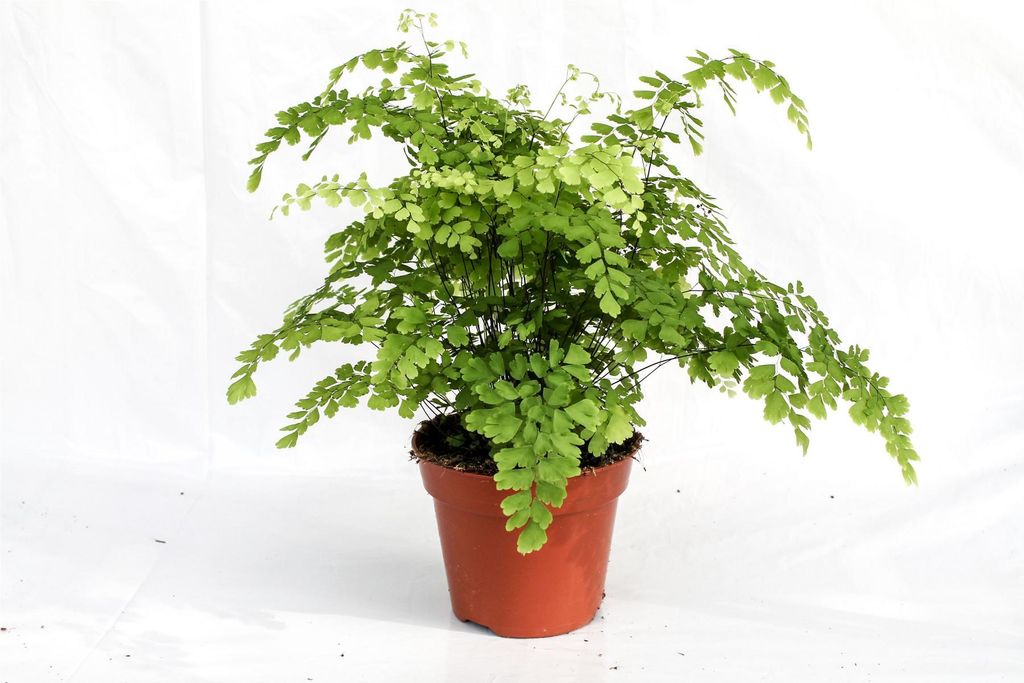 Adiantum raddianum Fragrans Paproć damska  Włosy Wenus Zdjęcie produktu 