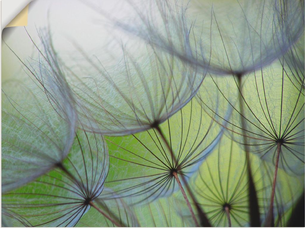 ARTland Wandbild, selbstklebend Pusteblumen-Samen II Größe: 60x45 cm