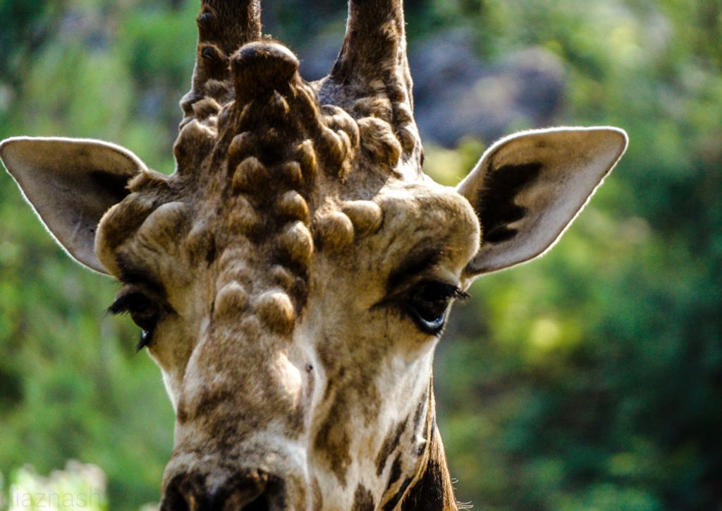 hansepuzzle 75430 - Giraffe Puzzle, 260 Teile, Tierwelt, 41,0 x 28,0cm mit hochwertiger Aufbewahrung, Kartonbox und wiederverschließbarem Beutel