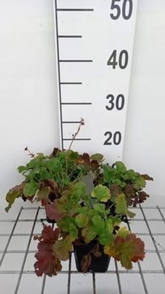 Lot de 6 Plantes Vivaces Geum Mango Lassi - Racine de Girofle Pot