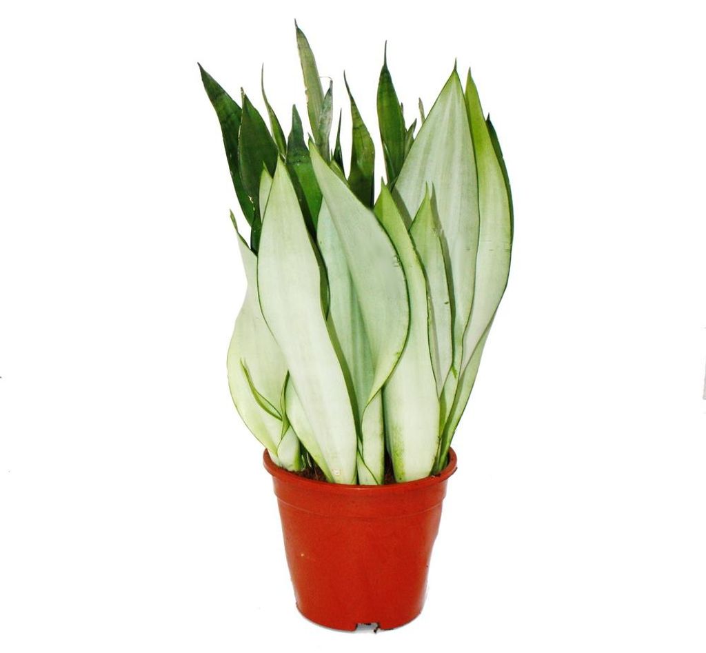 Sansevieria trifasciata "Moonshine" silberner Bogenhanf Produktbild 