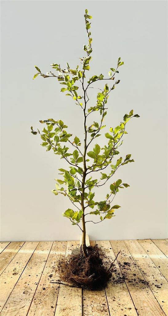 Fagus sylvatica, Rotbuche, 80–100 cm