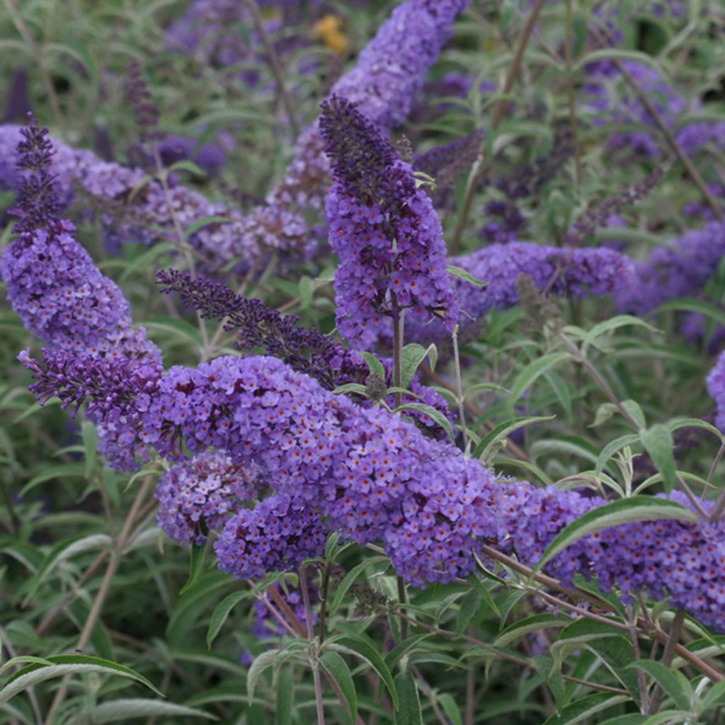 2 x  Arbuste à papillons  - Buddleja davidii « Nanho Blue » Image du produit 