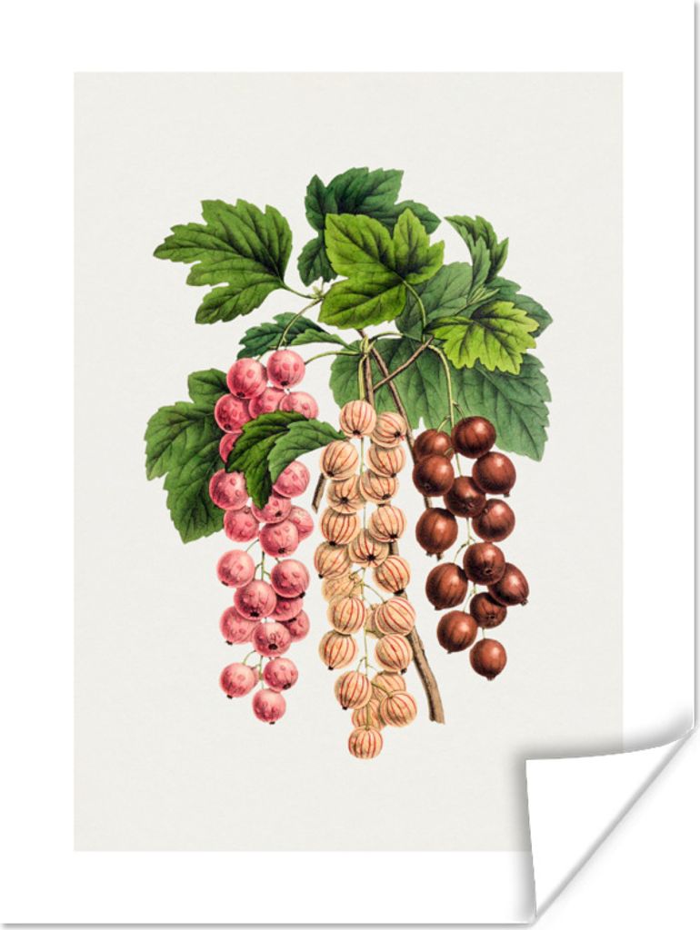 MuchoWow Poster Beeren - Jahrgang - Obst 120x160 cm - Wandbilder