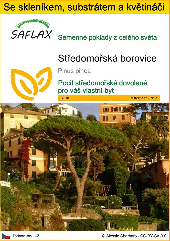 SAFLAX Kultivační sada - Středomořská borovice - Pinus Obrázek produktu 