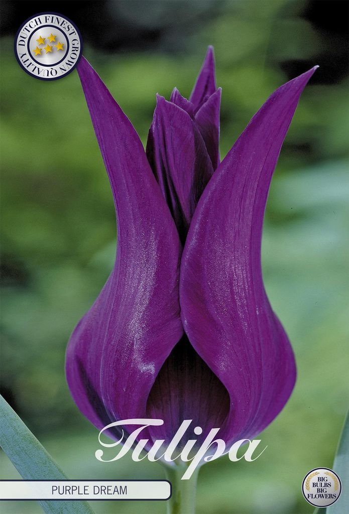Artikelbild 2 von 'Tulpe Purple dream (7 Stück)' aus der Kategorie Tulpenzwiebeln