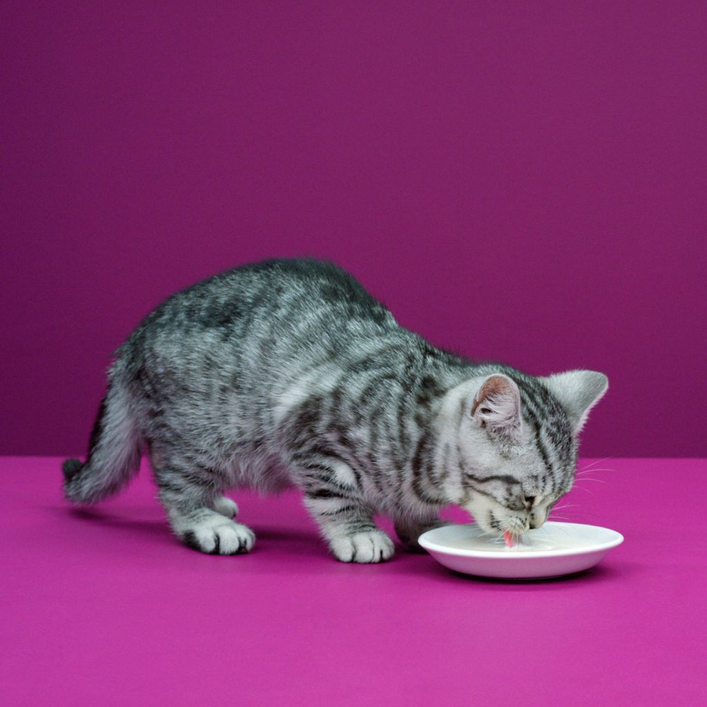 WHISKAS® Katzenmilch 6 x 200ml Produktbild 4