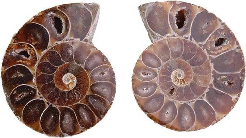 Ammonites Fossiles Madagascar Lot de 2 : Idée Cadeau Nature de 4 cm