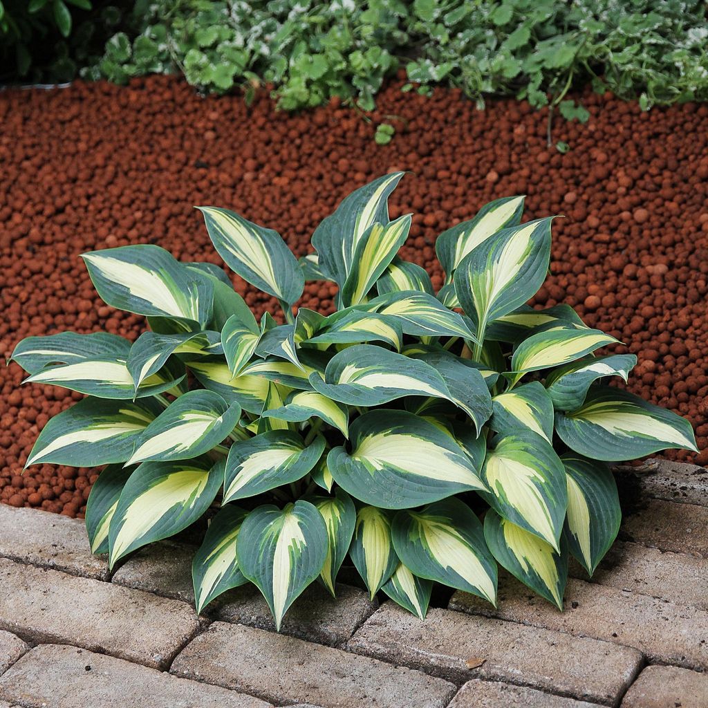 Hosta Funkia Ogrodowa Timeless Beauty 1 ks Sazenice Obrázek produktu 