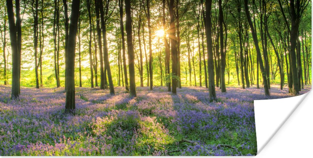 MuchoWow Poster Ein mit Sternhyazinthen bewachsener Wald an einem sonnigen Tag 150x75 cm - ohne Rahmen