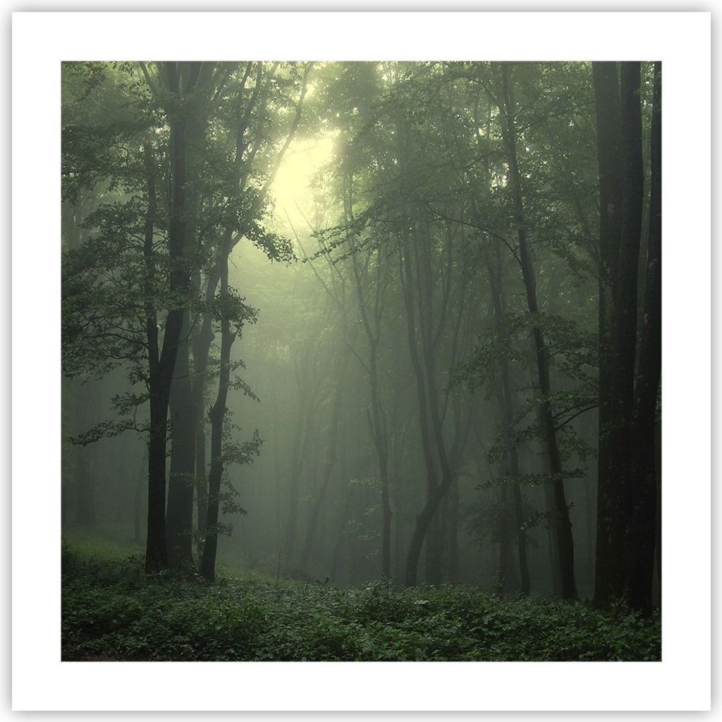 Poster - Poster ohne Rahmen - Wald Nebel Baum - 50x50 cm - Produktbild 