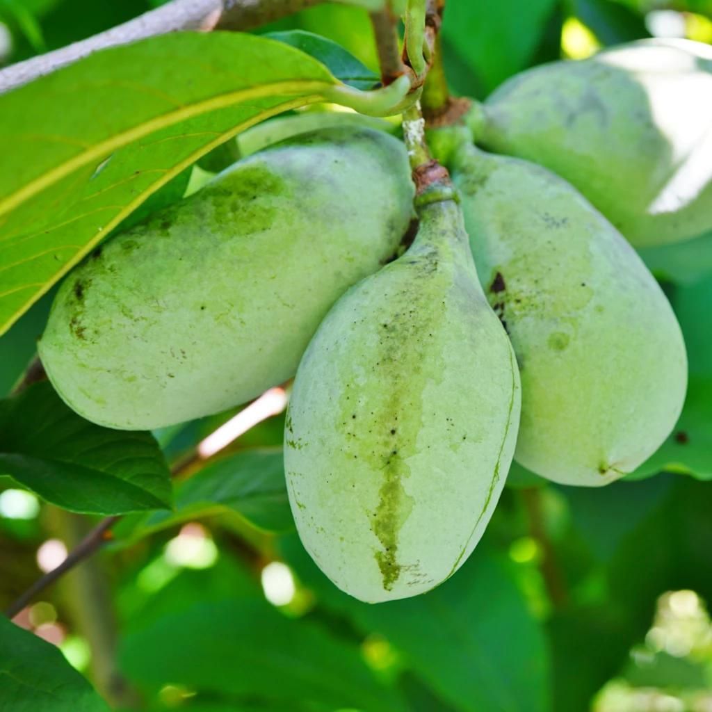 Asimina triloba « Susquehanna », papayer, pot de 3 litres Image du produit 
