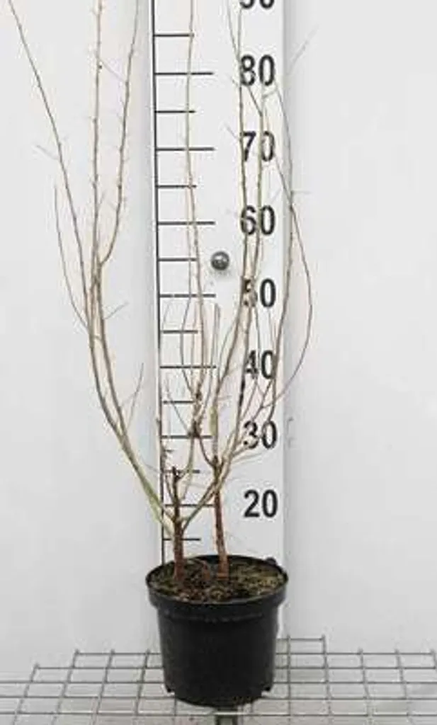 Saule d'hiver argenté Elaeagnus angustifolia résistant 60-80 cm