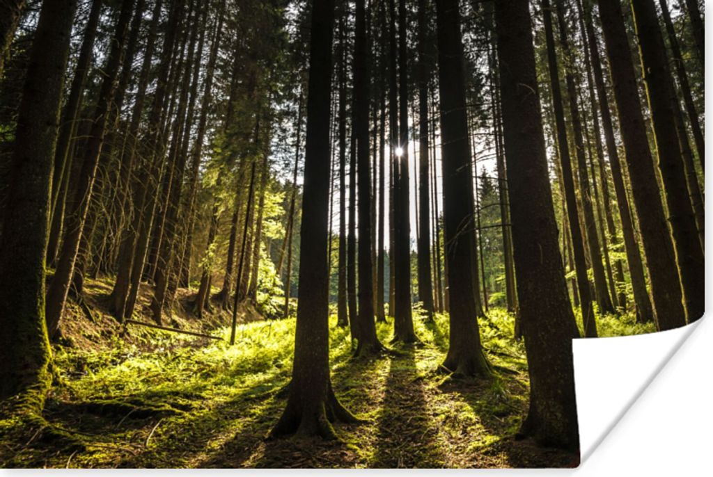 MuchoWow Poster Baum - Natur - Sonne - Wald 90x60 cm - Schlafzimmer