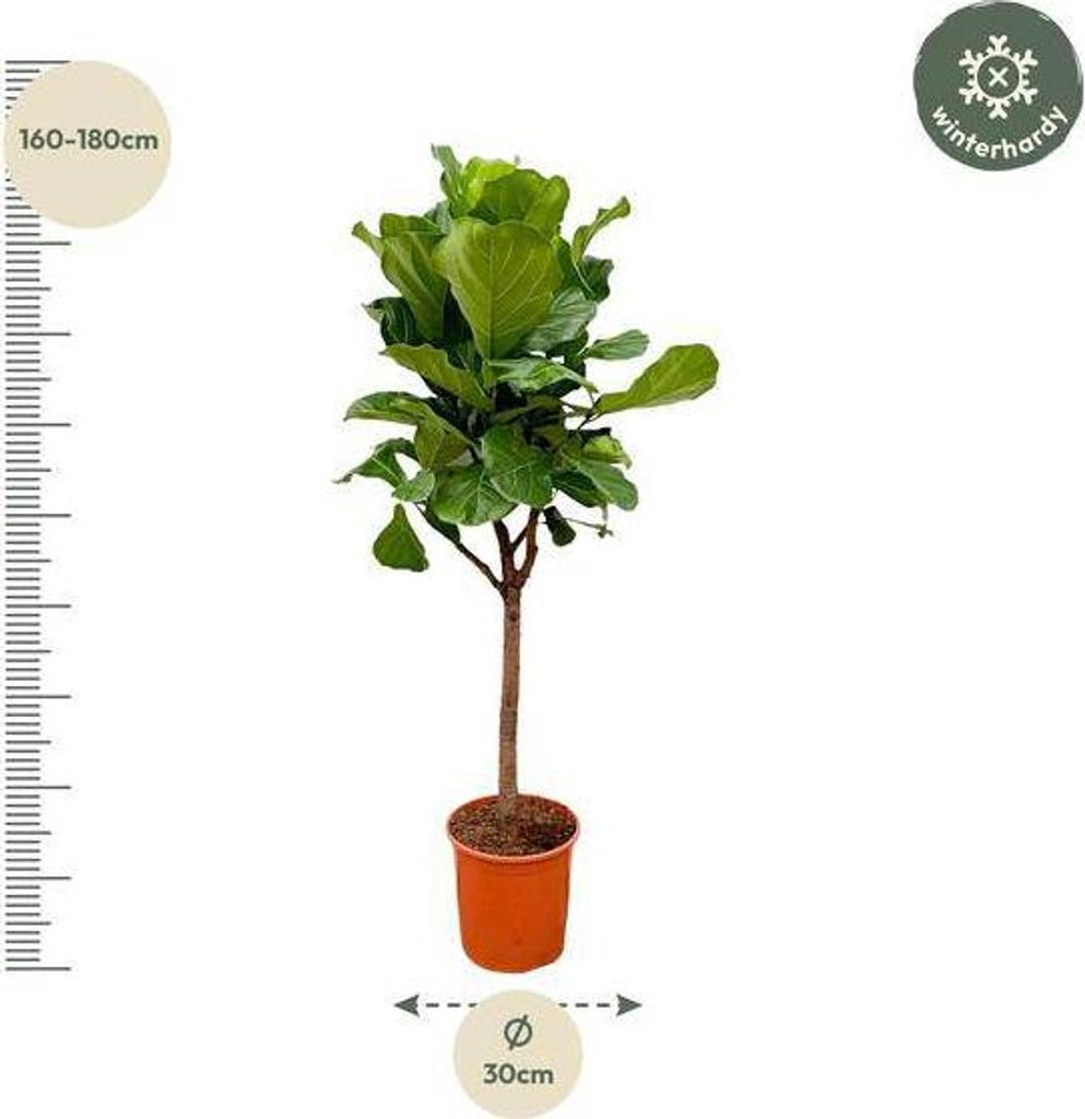 Ficus Lyrata Geigen-Feige 180cm Zimmerpflanze Ø30cm Pflegeleicht Kübelpflanze