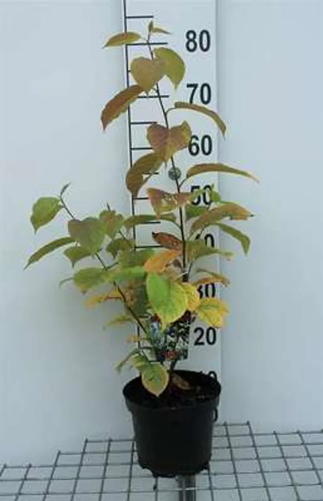 Halesia carolina Arbre aux perce-neige floraison blanche clochettes 40 cm