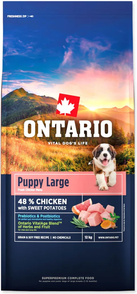 Chiot Ontario pour vie en famille - Chien de compagnie idéal, éducation