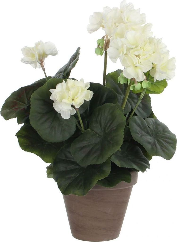 Mica Geranium im Topf creme, 34 x 20 cm Produktbild 