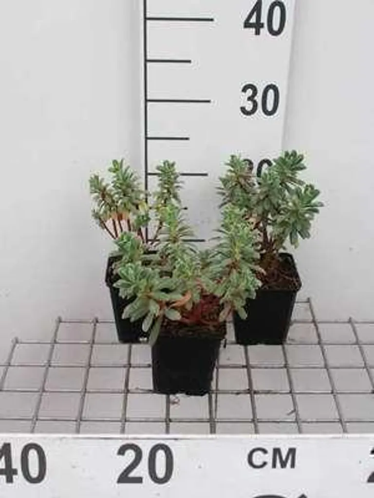 Euphorbe Portugese Velvet : lot de 6 plantes vivaces pour jardin sec
