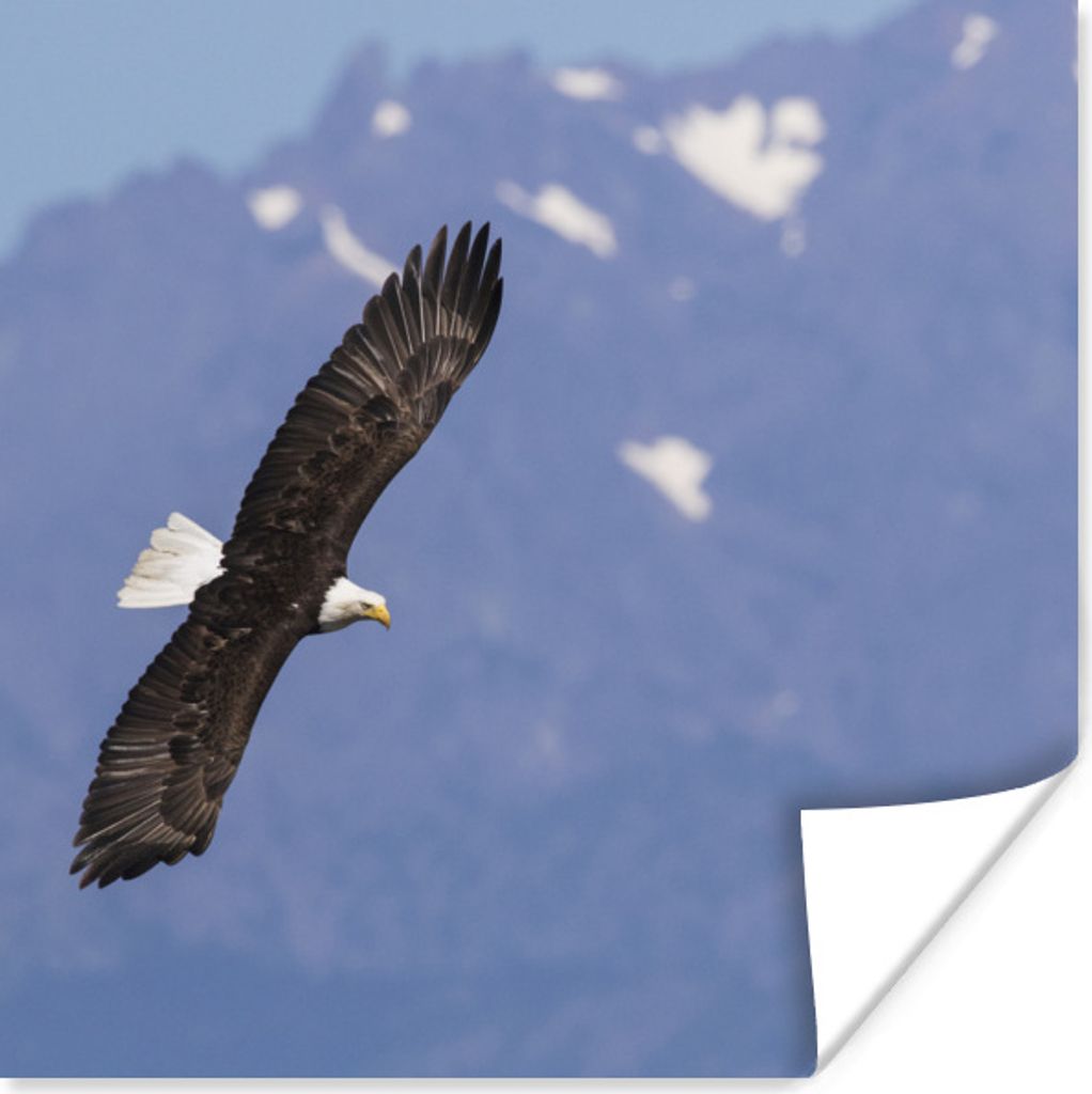 MuchoWow Poster Amerikanischer Seeadler - Adler - Fliegen - Flügel - Vögel 75x75 cm - Wand Dekoration