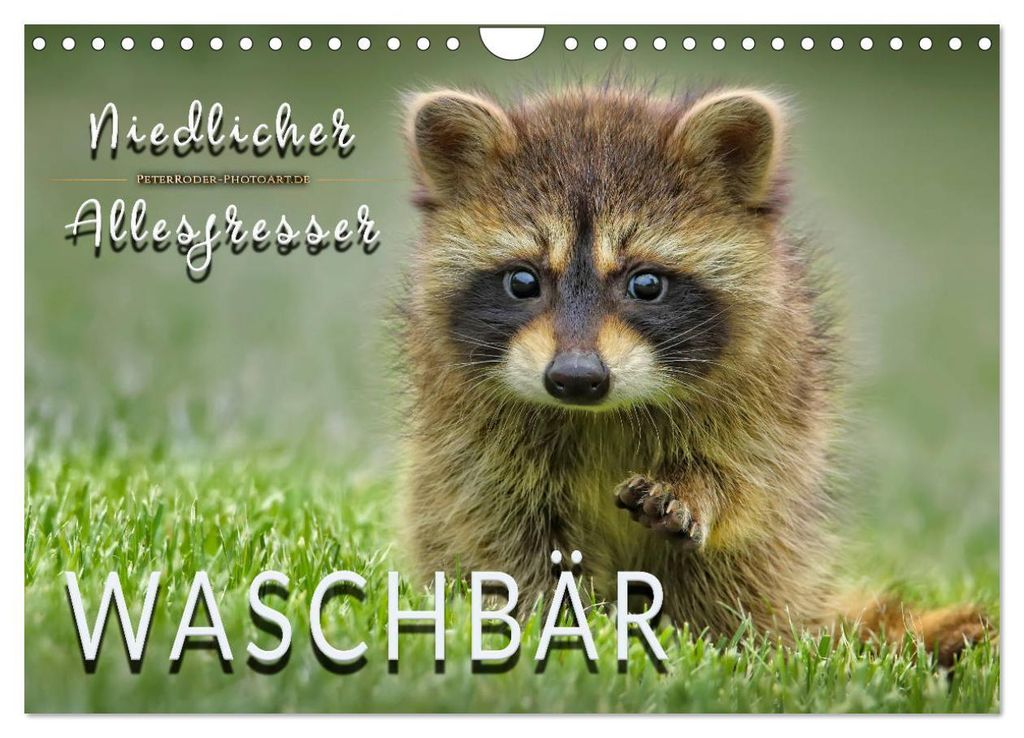 Waschbär - Niedlicher Allesfresser (Wandkalender 2027 DIN Produktbild 