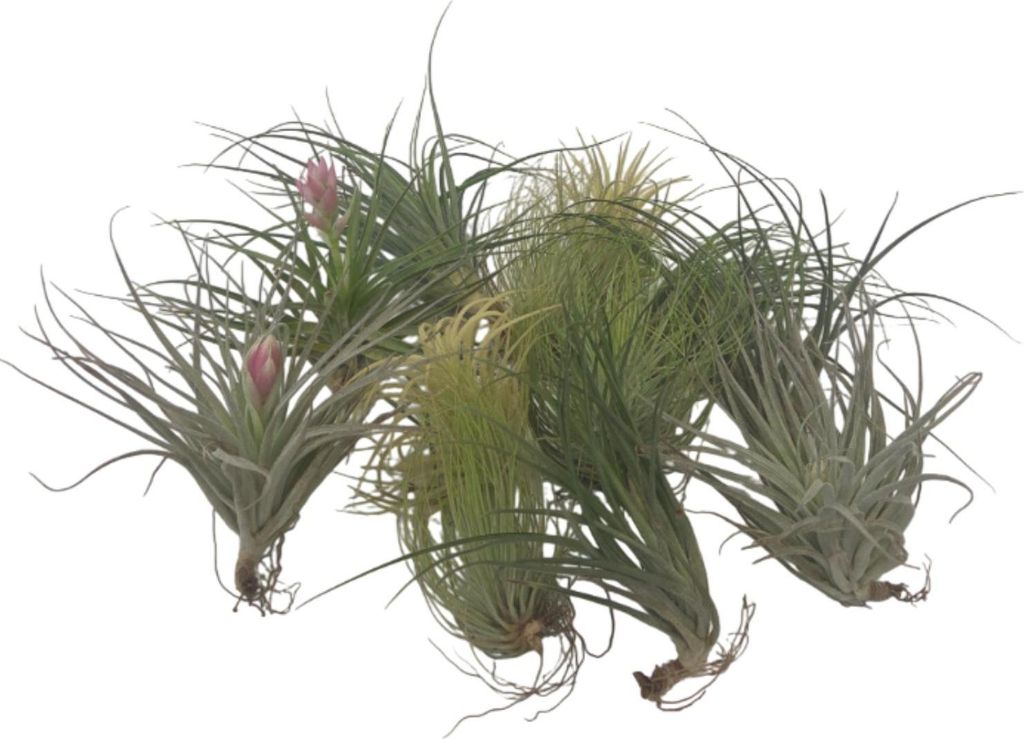 Tillandsien Luftpflanzen - 12 Stk - Tillandsia - Höhe Produktbild 