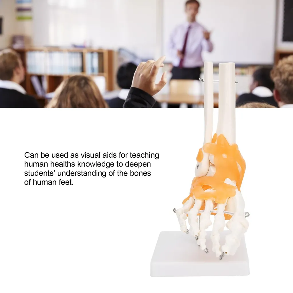 Comprendre les douleurs du pied : maquette anatomique avec ligaments