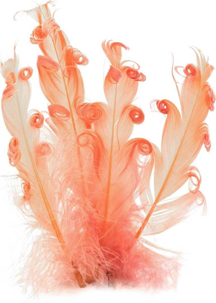 20 Gänsefedern lockig, 15-18cm, unterschiedliche Farben DIY Deko Federn, Farbe:koralle