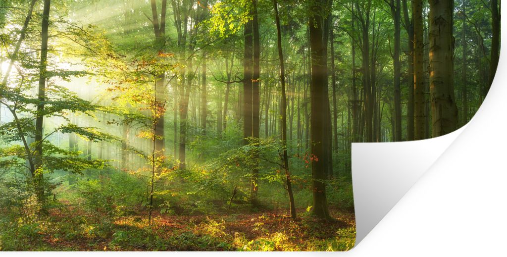 MuchoWow Wandtattoo Wandsticker Wandaufkleber Sonne - Wald - Bäume - Natur - Herbst 40x20 cm Selbstklebend und Repositionierbar - Aufkleber