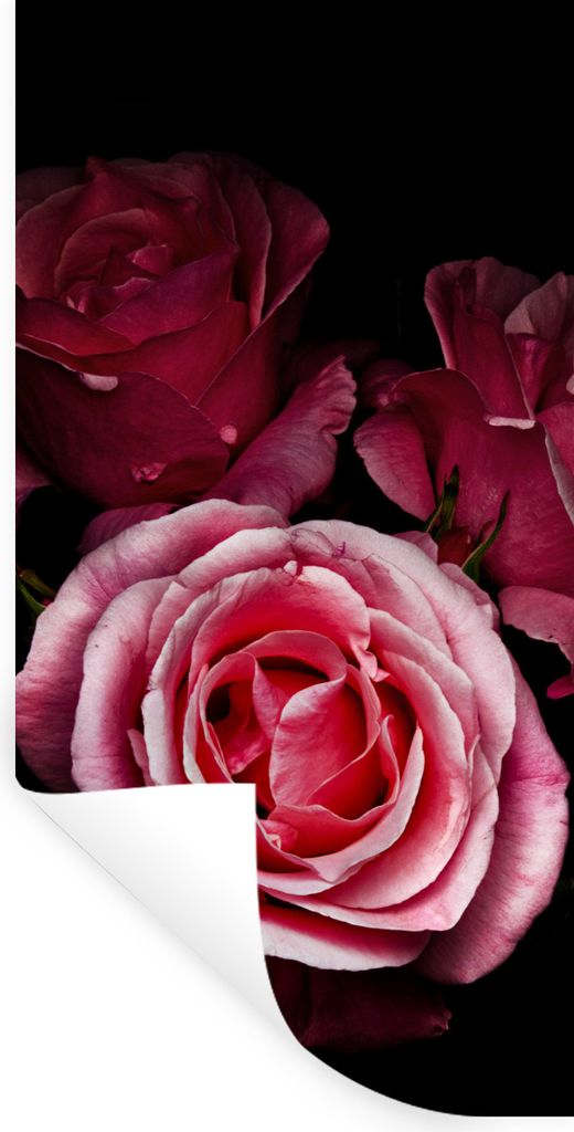 MuchoWow Wandtattoo Wandsticker Wandaufkleber Ein Foto von rosa Rosen mit schwarzem Hintergrund 20x40 cm Selbstklebend und Repositionierbar - Sel...